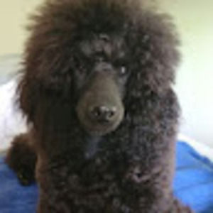 Meet your Posher, Carol